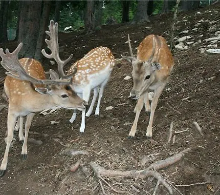 アパート Andrea & Goran 106 *